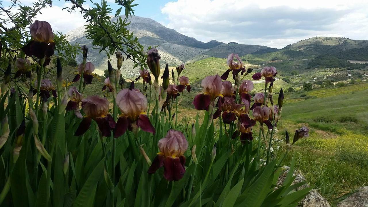Finca Las Morenas Yunquera Екстер'єр фото